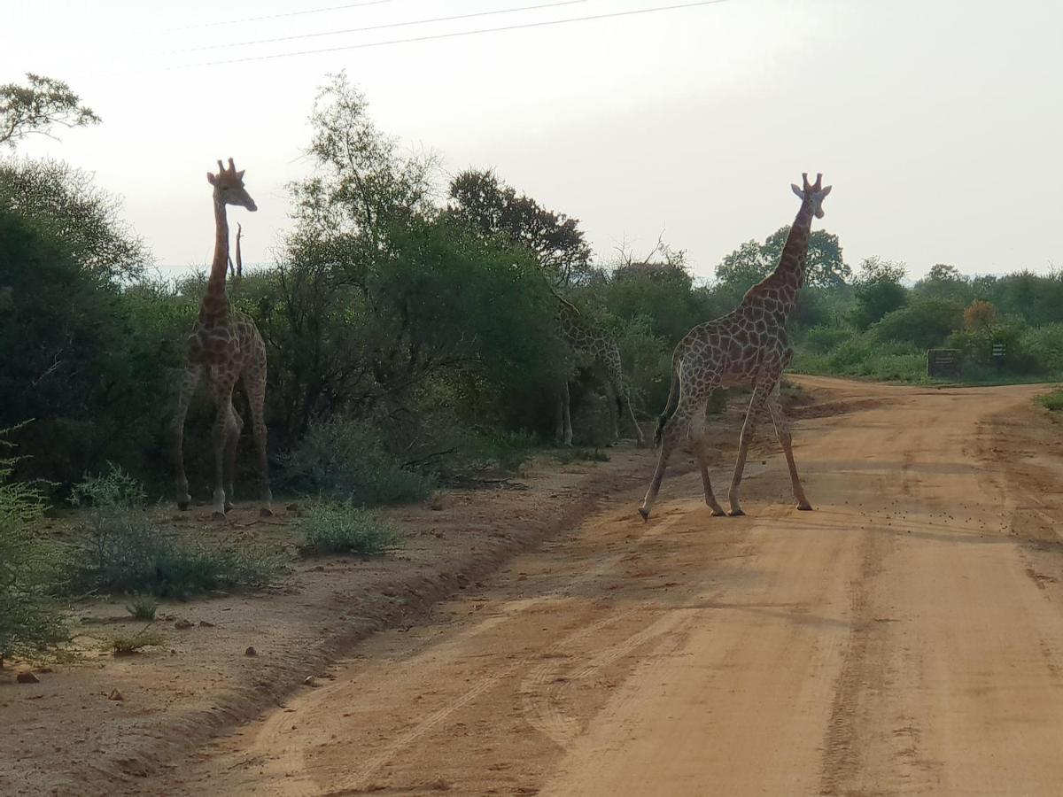 636 Itaga Safari Lodge, Mabalingwe Nature Reserve Mabula Game Reserve Ngoại thất bức ảnh