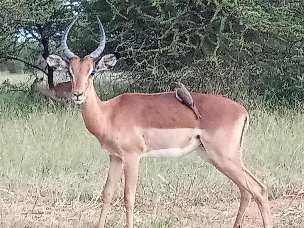 636 Itaga Safari Lodge, Mabalingwe Nature Reserve Mabula Game Reserve Ngoại thất bức ảnh